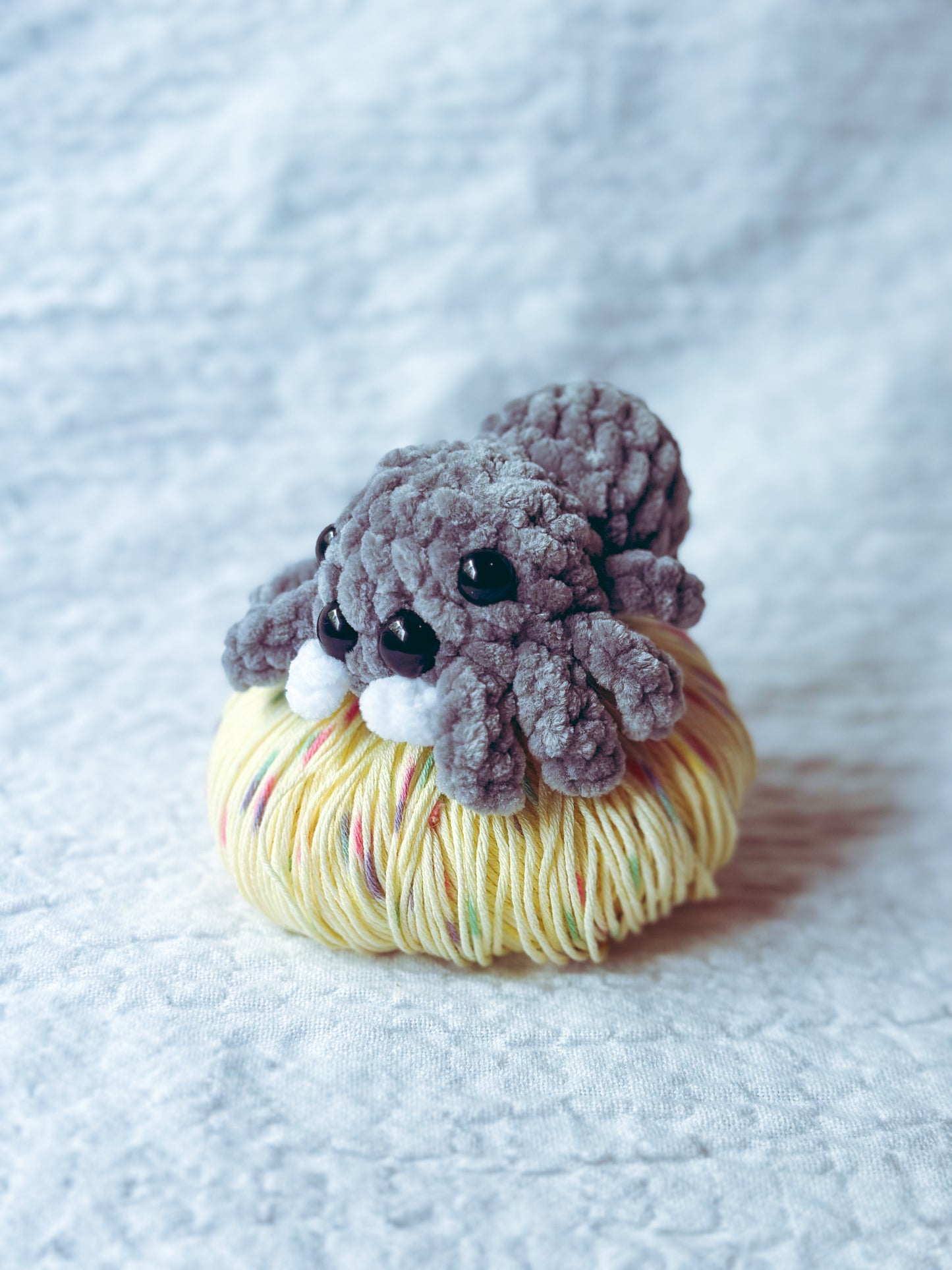 🕷️ Lil’ Bouncer – Pocket Jumping Spider